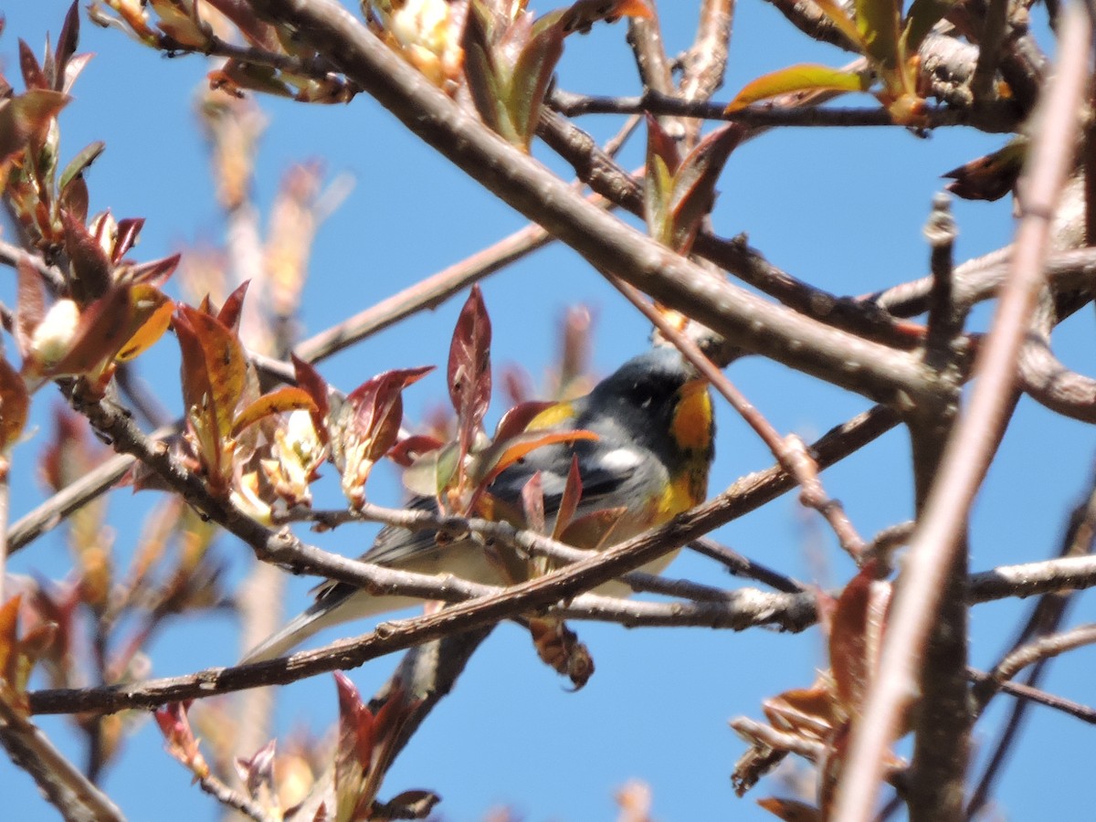 Northern Parula - ML235567461