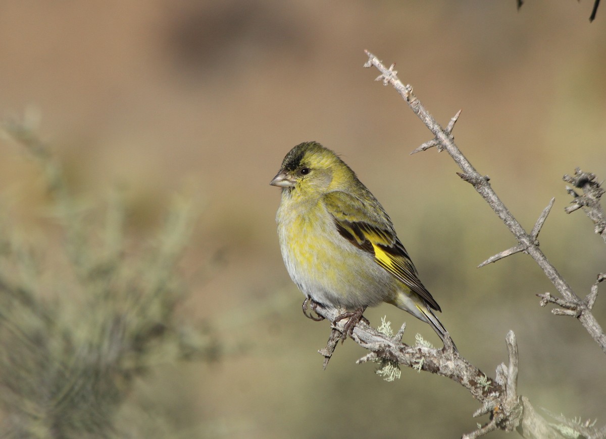 Black-chinned Siskin - ML235572421