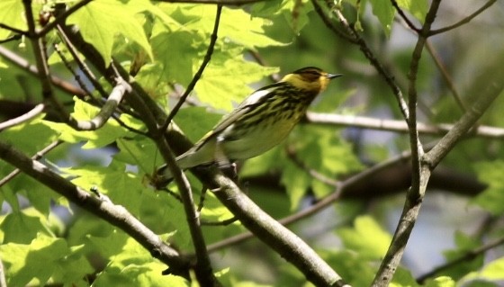 Cape May Warbler - ML235572481