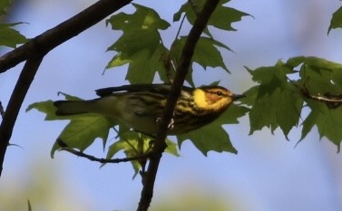 Cape May Warbler - ML235572511