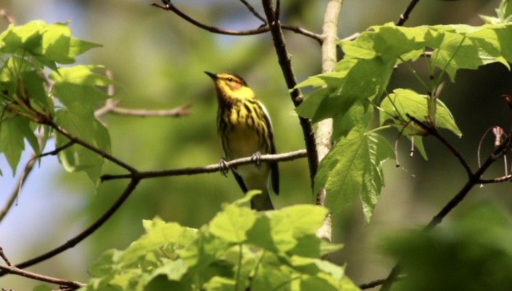 Cape May Warbler - ML235572521
