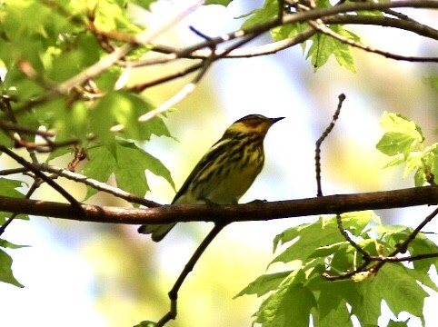 Cape May Warbler - ML235572531