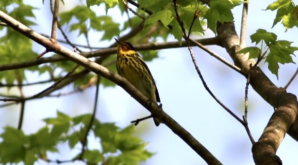 Cape May Warbler - ML235572541