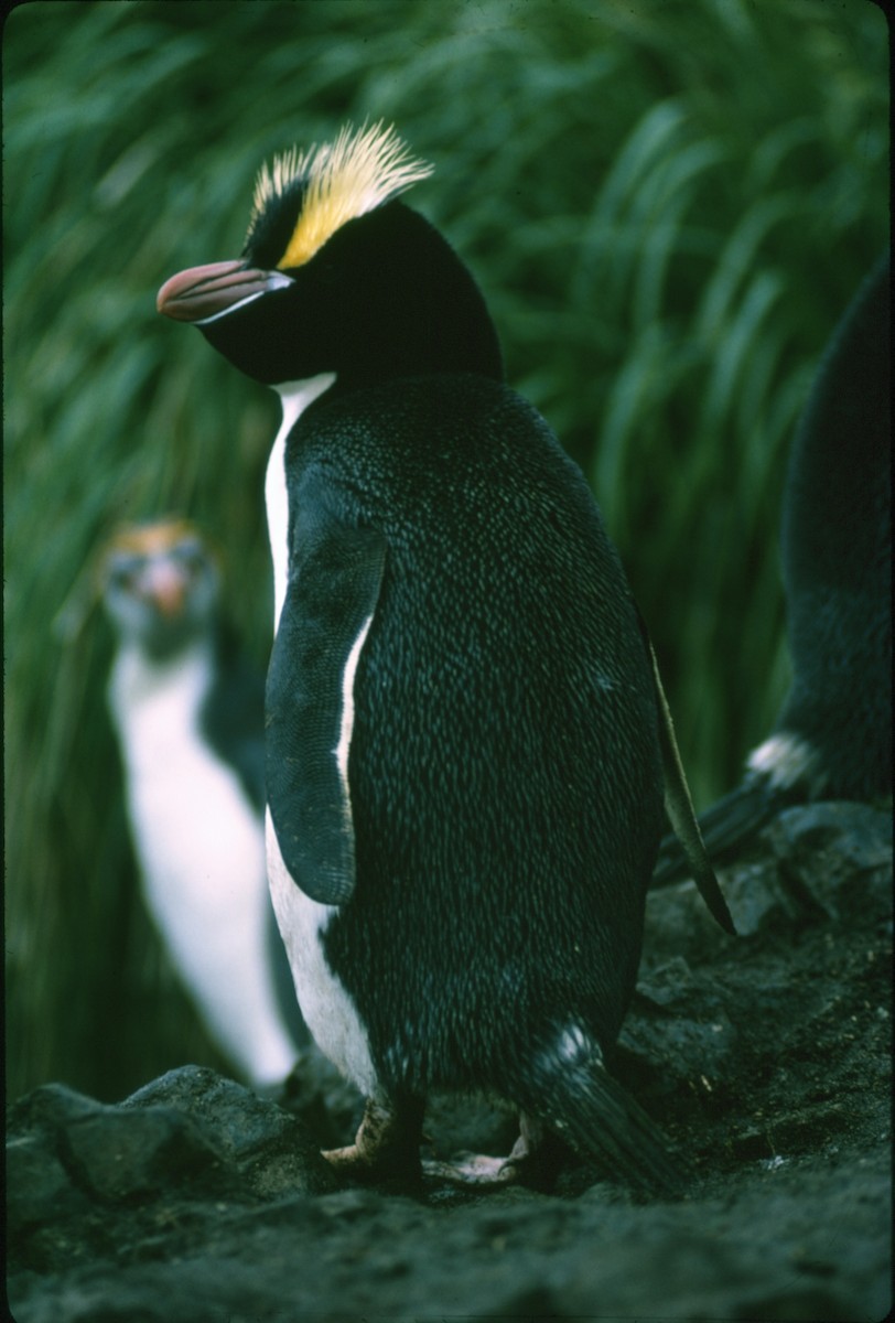 Большехохлый пингвин - ML235575121