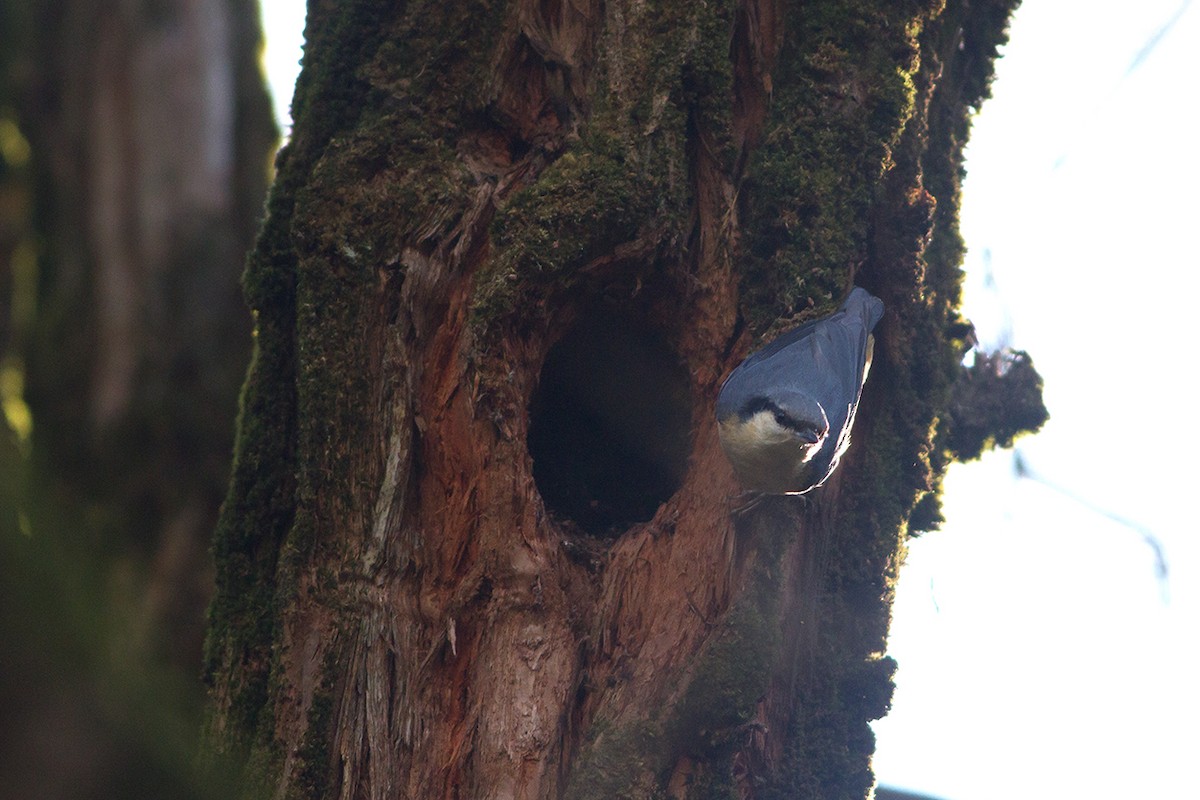 White-tailed Nuthatch - ML235576561
