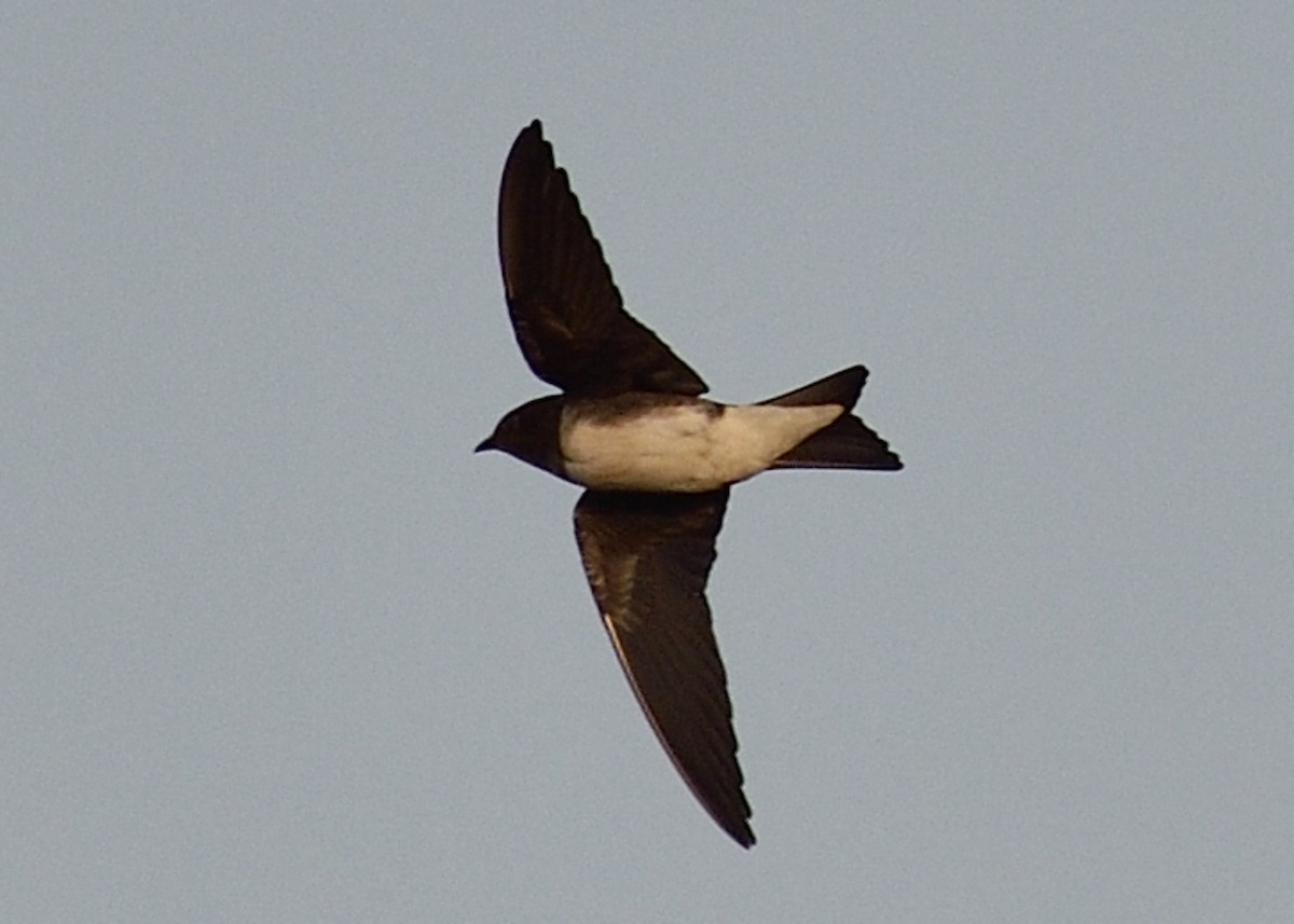 Caribbean Martin - ML235577481