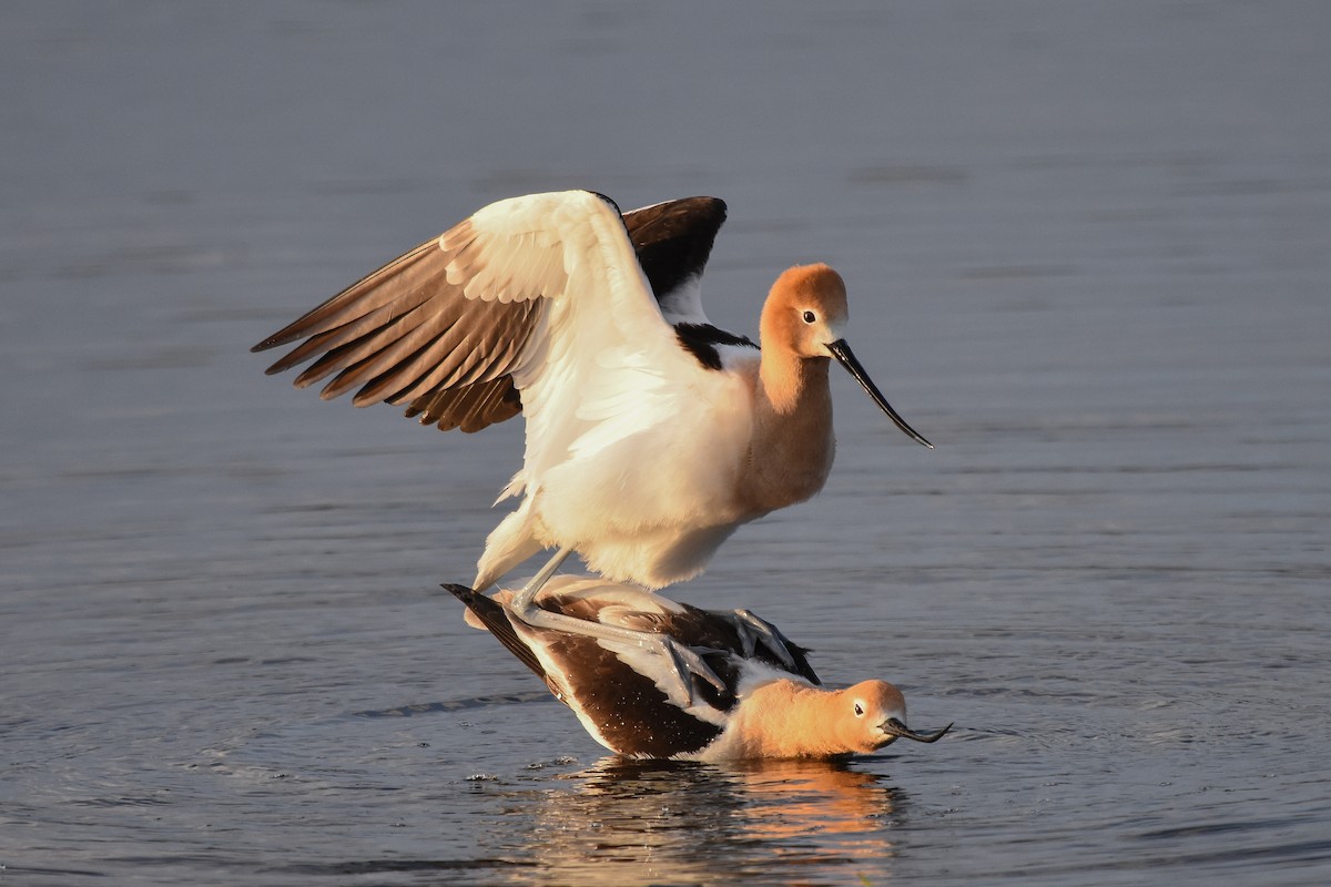 Avocette d'Amérique - ML235577921