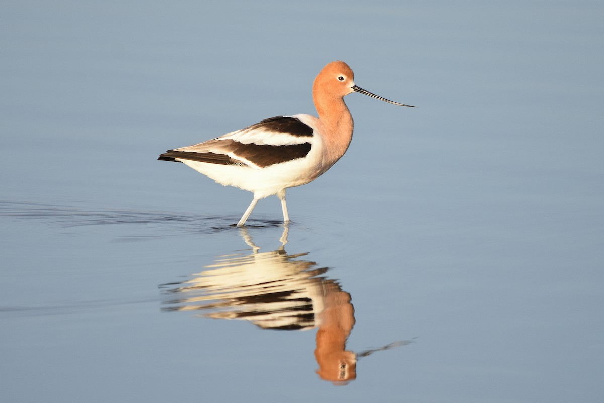 Avocette d'Amérique - ML235579181