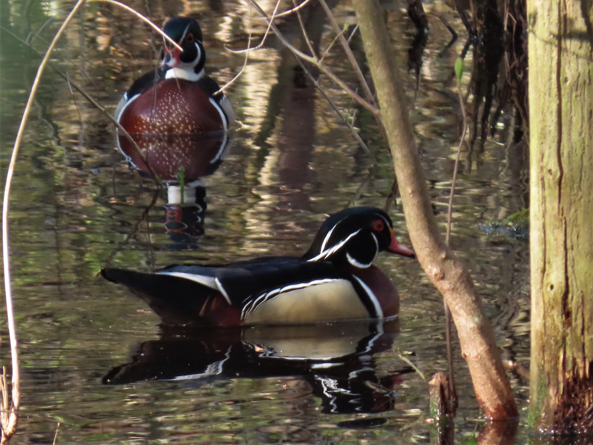 Wood Duck - ML235579731