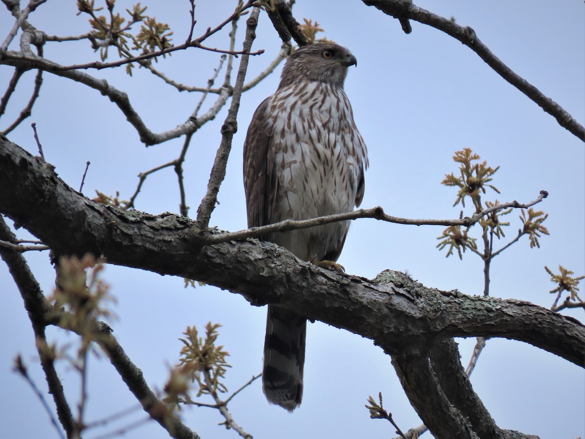 Cooper's Hawk - ML235580101