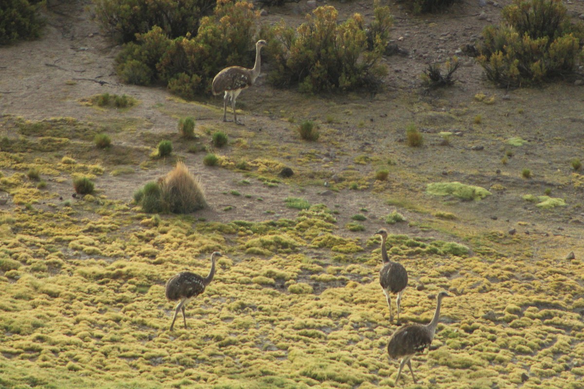 Lesser Rhea - ML23558021