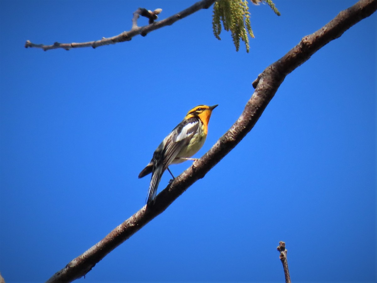 Blackburnian Warbler - ML235580461