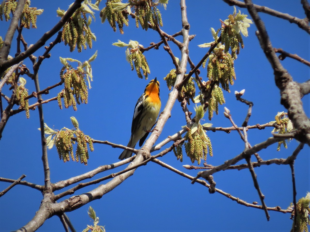 Blackburnian Warbler - ML235580471