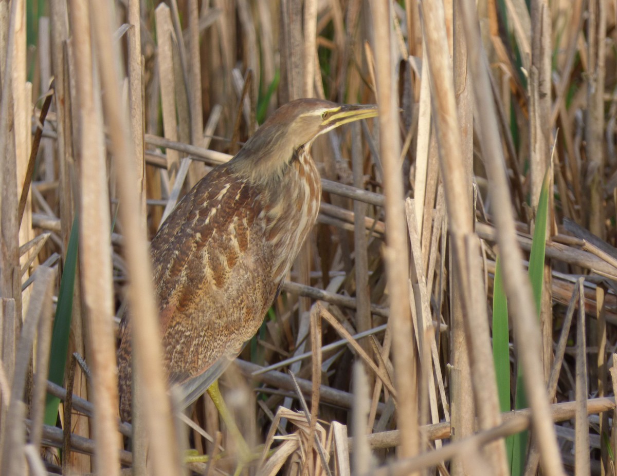 American Bittern - ML235580531