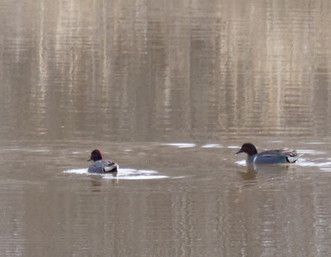 Green-winged Teal - ML235580691
