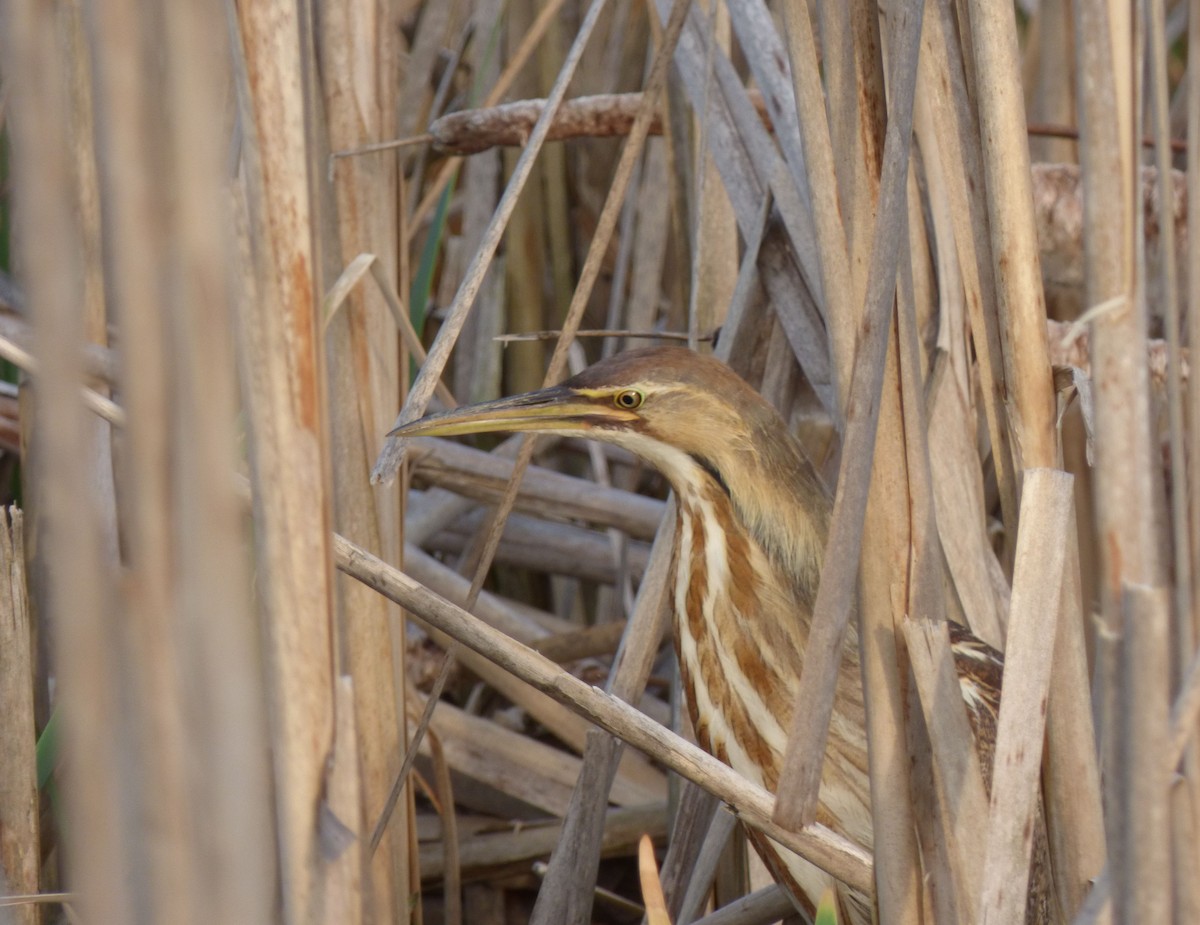 American Bittern - ML235580721