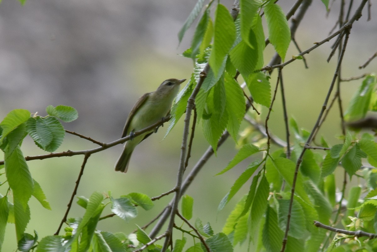 Eastern Warbling Vireo - ML235580951