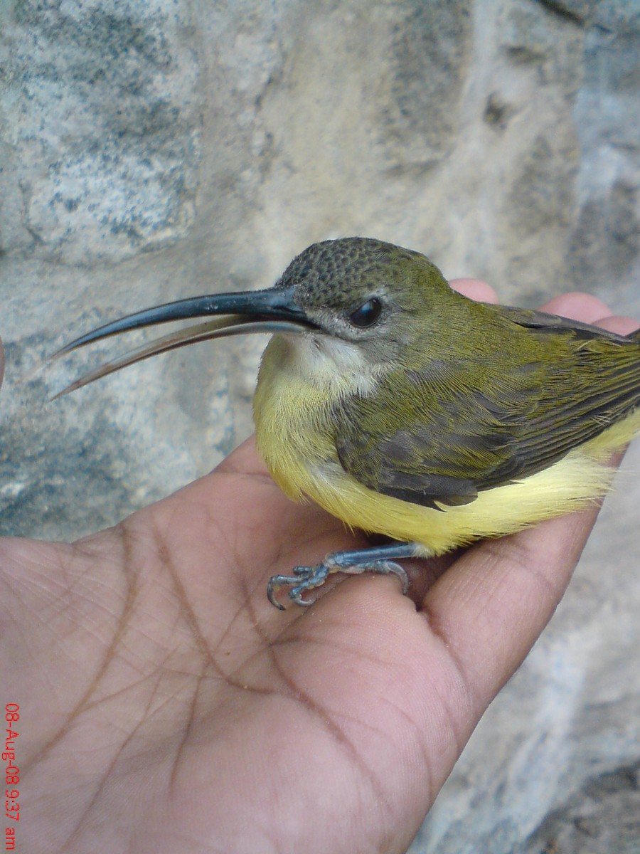 Little Spiderhunter - ML235581261