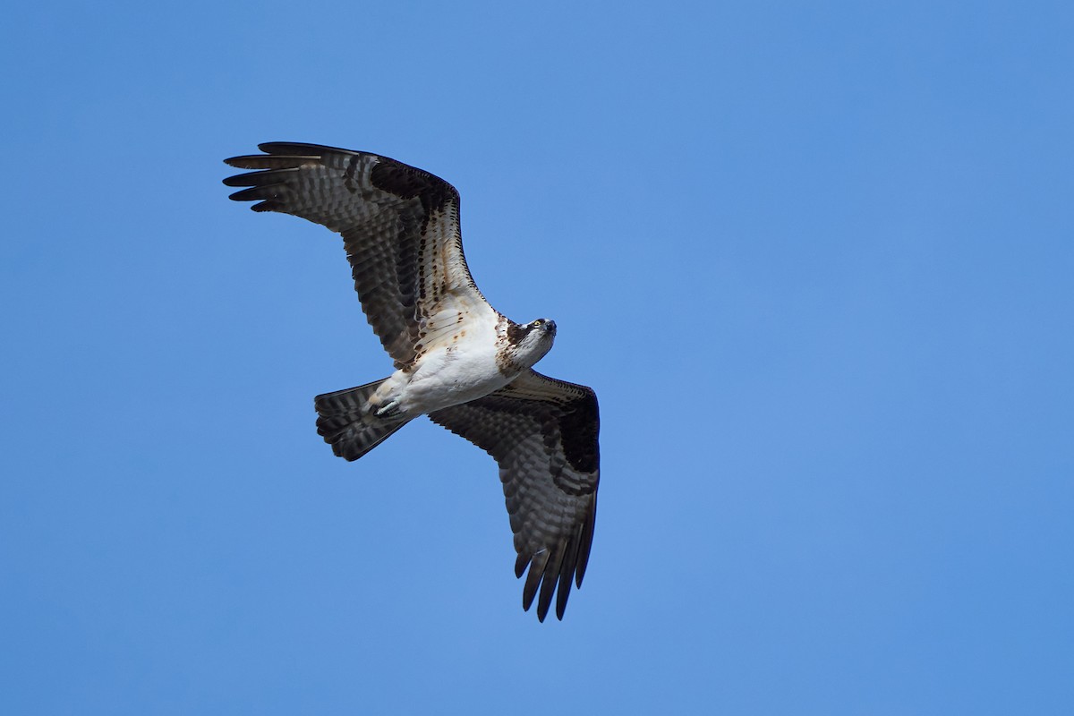 Osprey - Dominique Genna