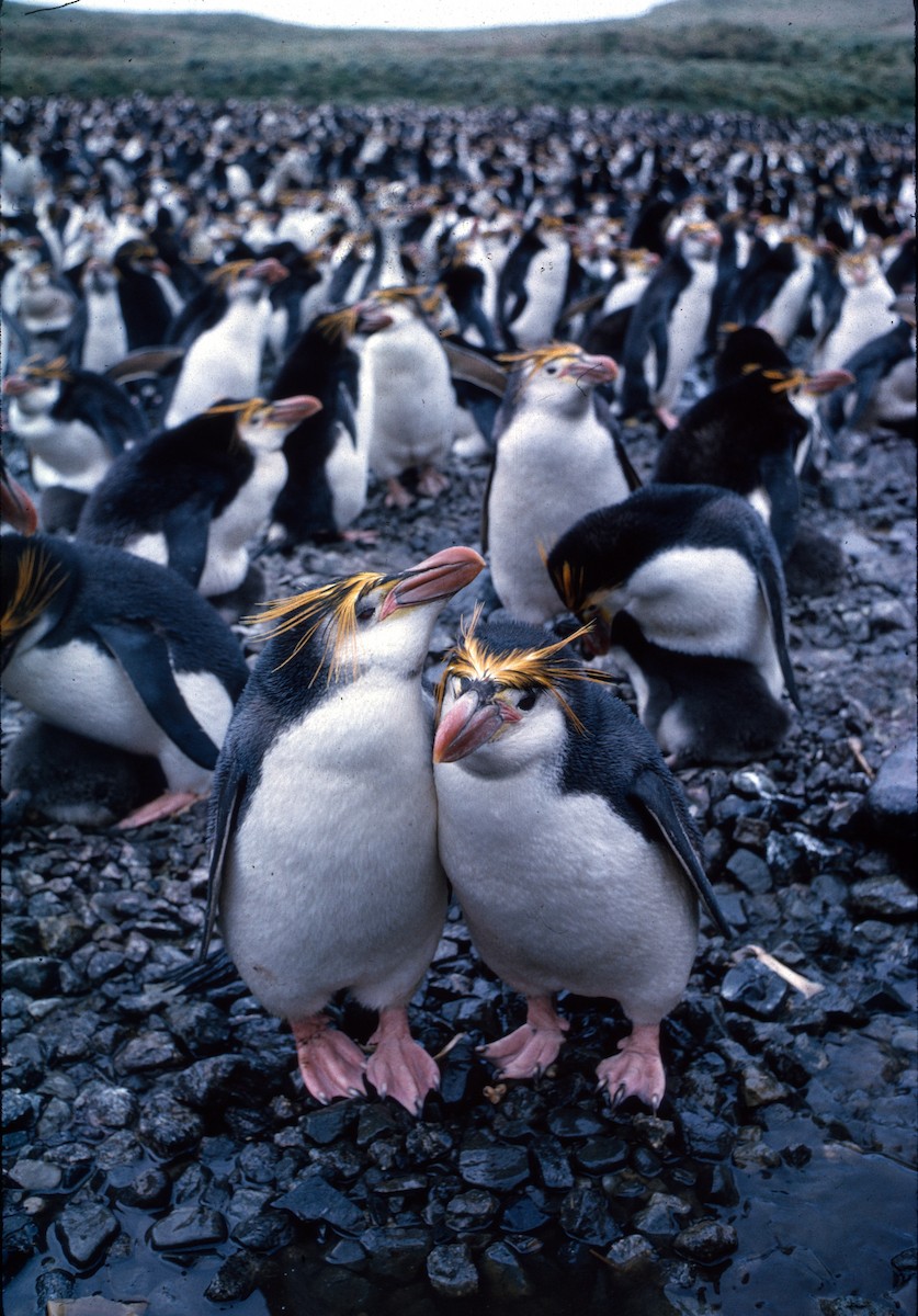 Royal Penguin - Peter Fullagar