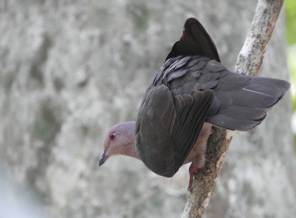Pigeon à bec noir - ML235582321