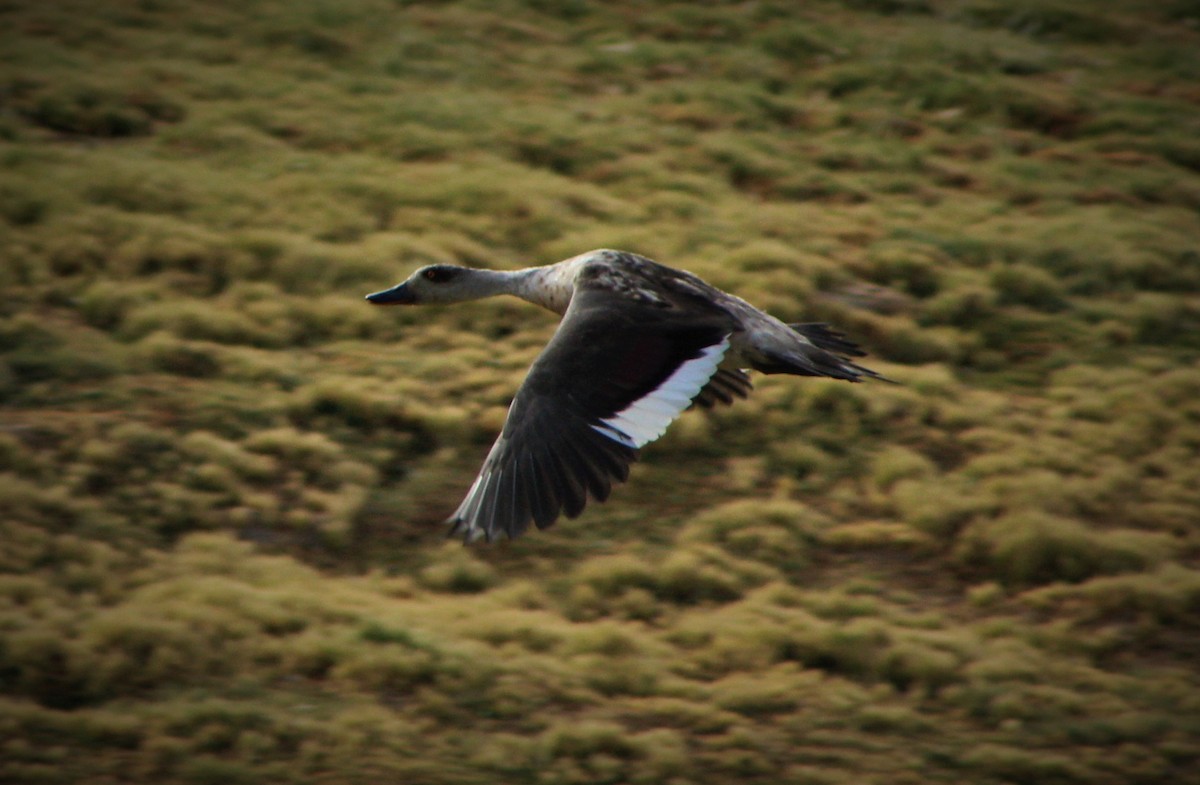 Crested Duck - ML23558241