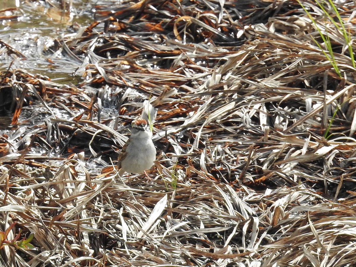 Chipping Sparrow - ML235582531