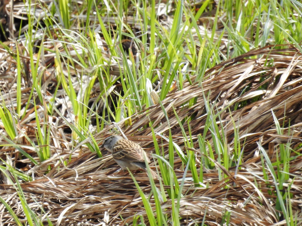 Chipping Sparrow - ML235582551