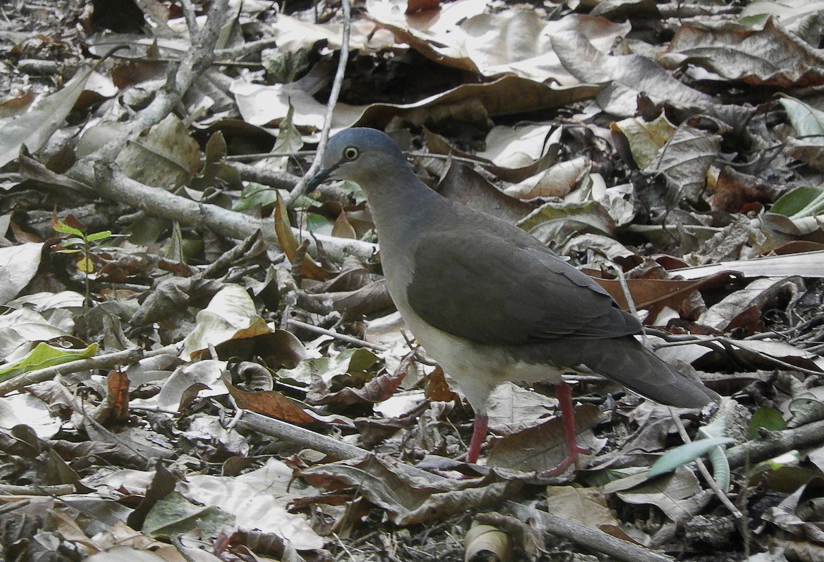 Gray-headed Dove - ML235582971