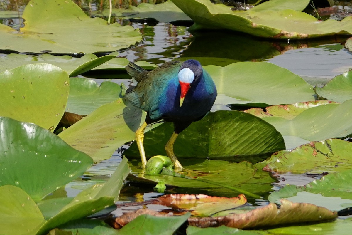 Purple Gallinule - ML235583231