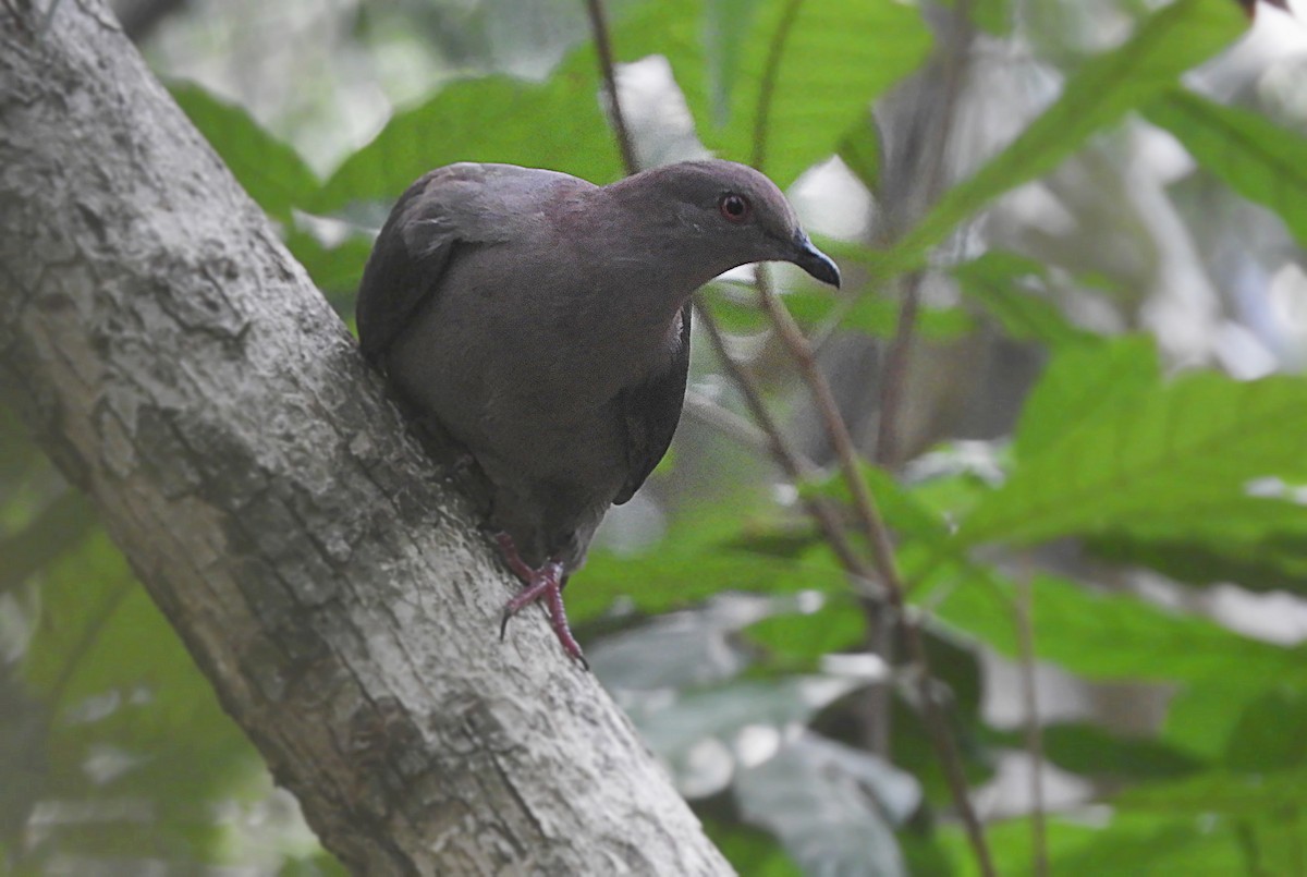 Pigeon à bec noir - ML235583251