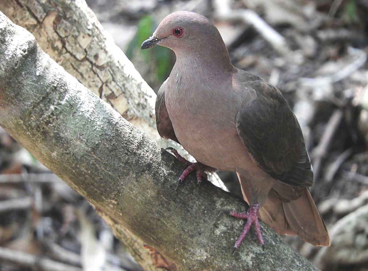 Short-billed Pigeon - Cornelio Chablé