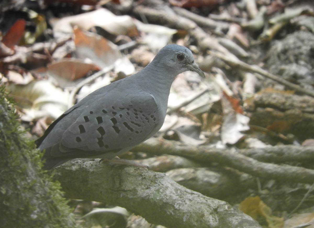 Blue Ground Dove - ML235583801