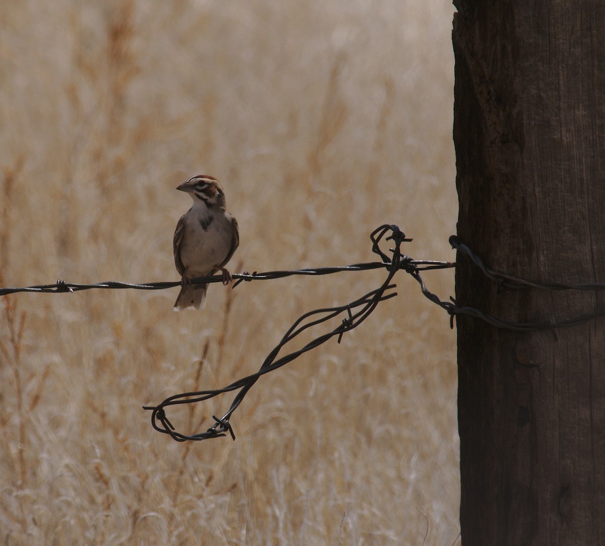 Lark Sparrow - ML235583821