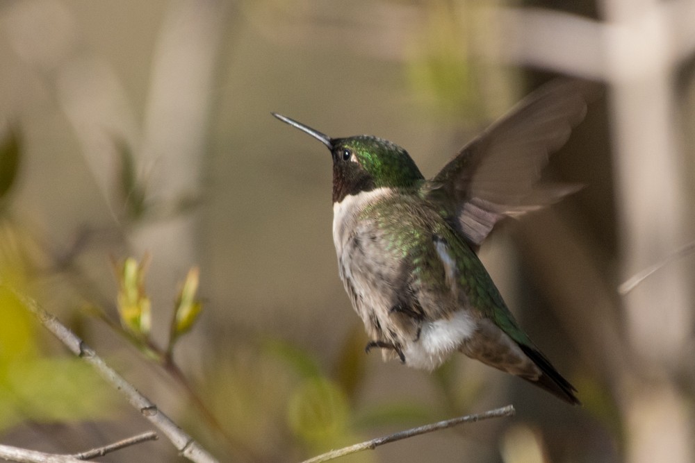 Ruby-throated Hummingbird - josh Ketry