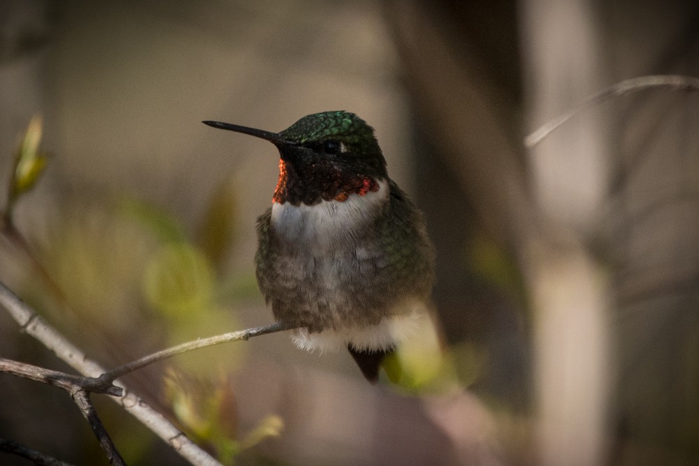 Colibrí Gorjirrubí - ML235583911