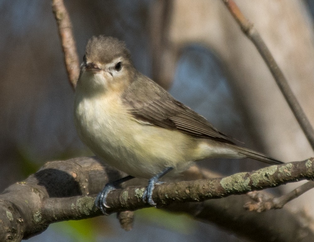 Warbling Vireo - ML235584311