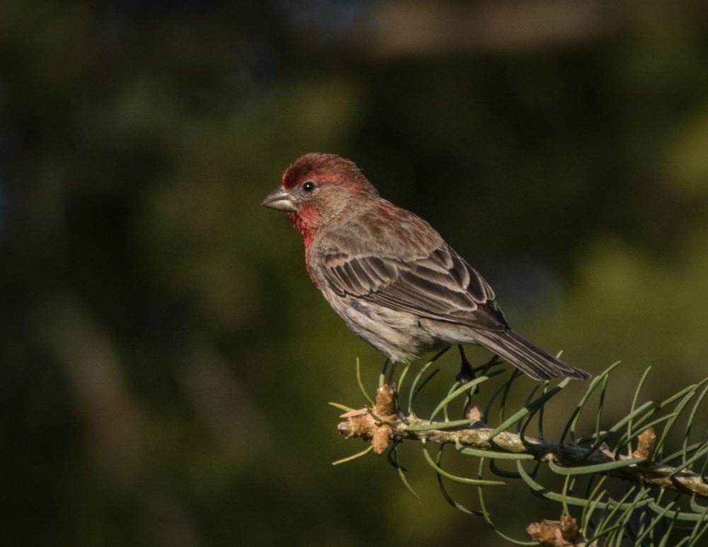 House Finch - ML235585111