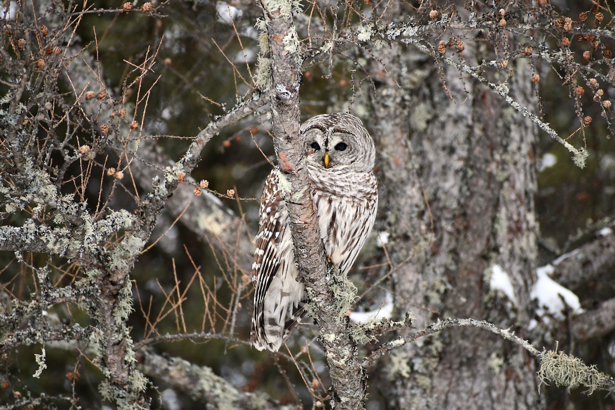 Barred Owl - Lesley Haven