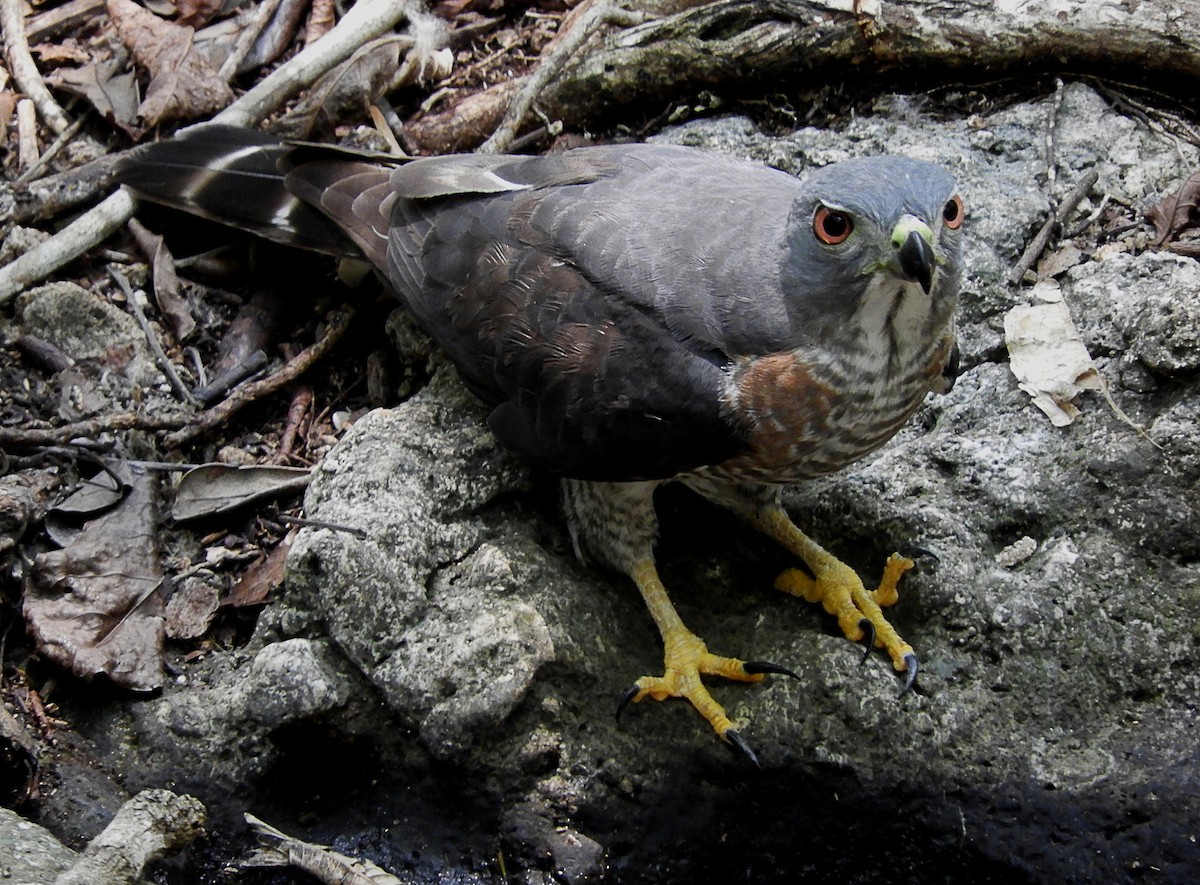 Double-toothed Kite - ML235586361