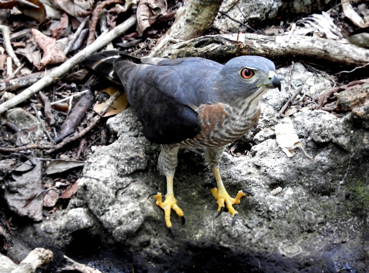 Double-toothed Kite - ML235586461