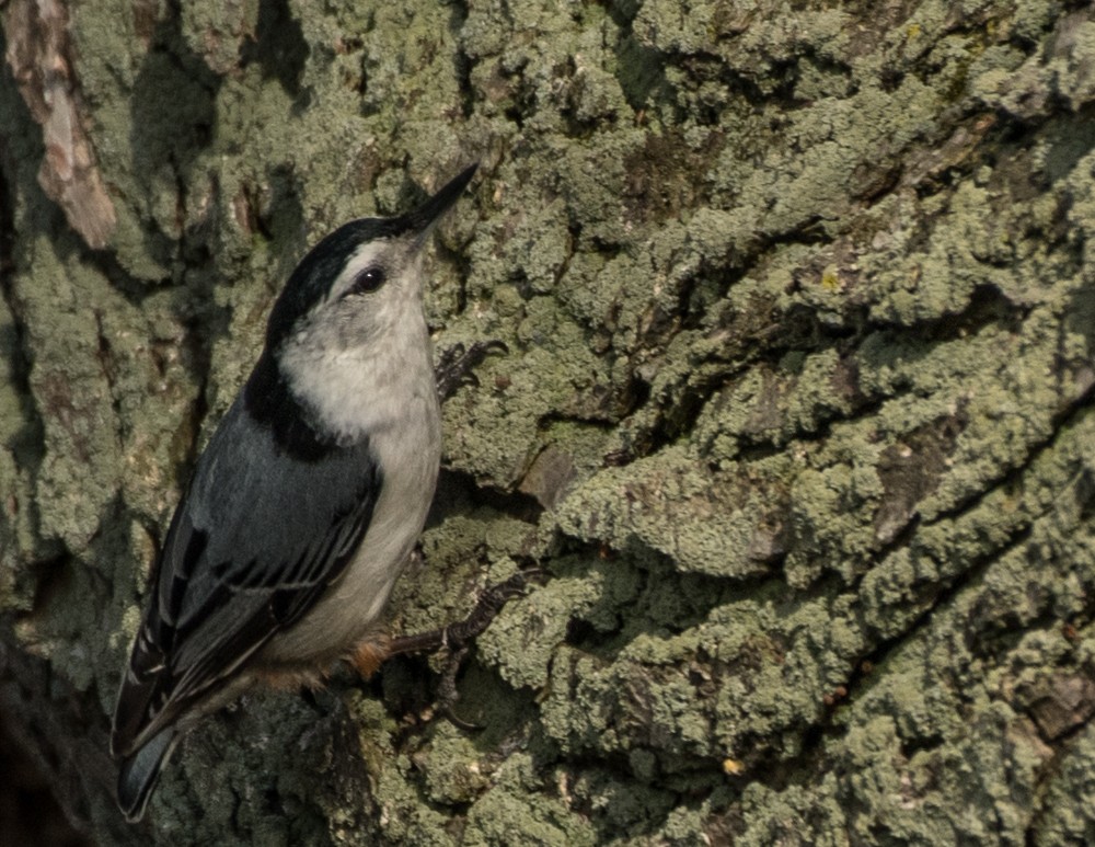 White-breasted Nuthatch - ML235587461