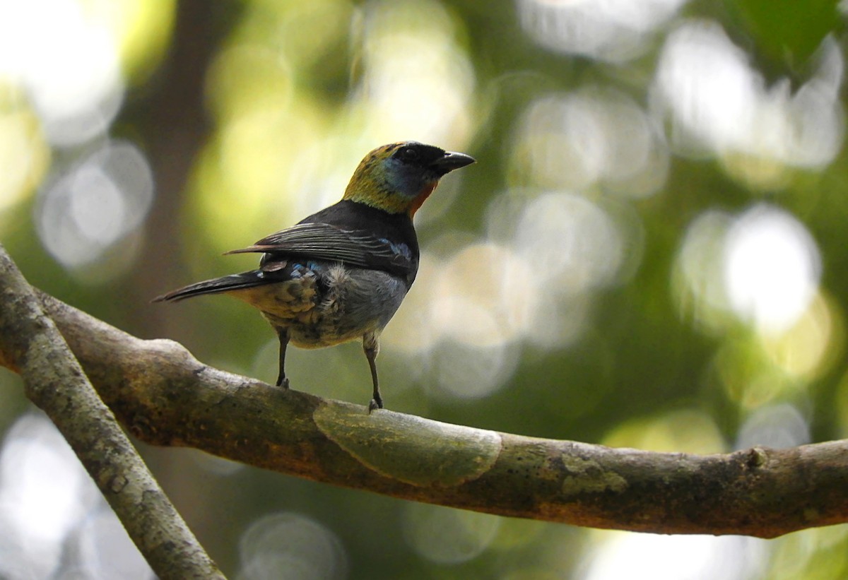 Golden-hooded Tanager - ML235587601