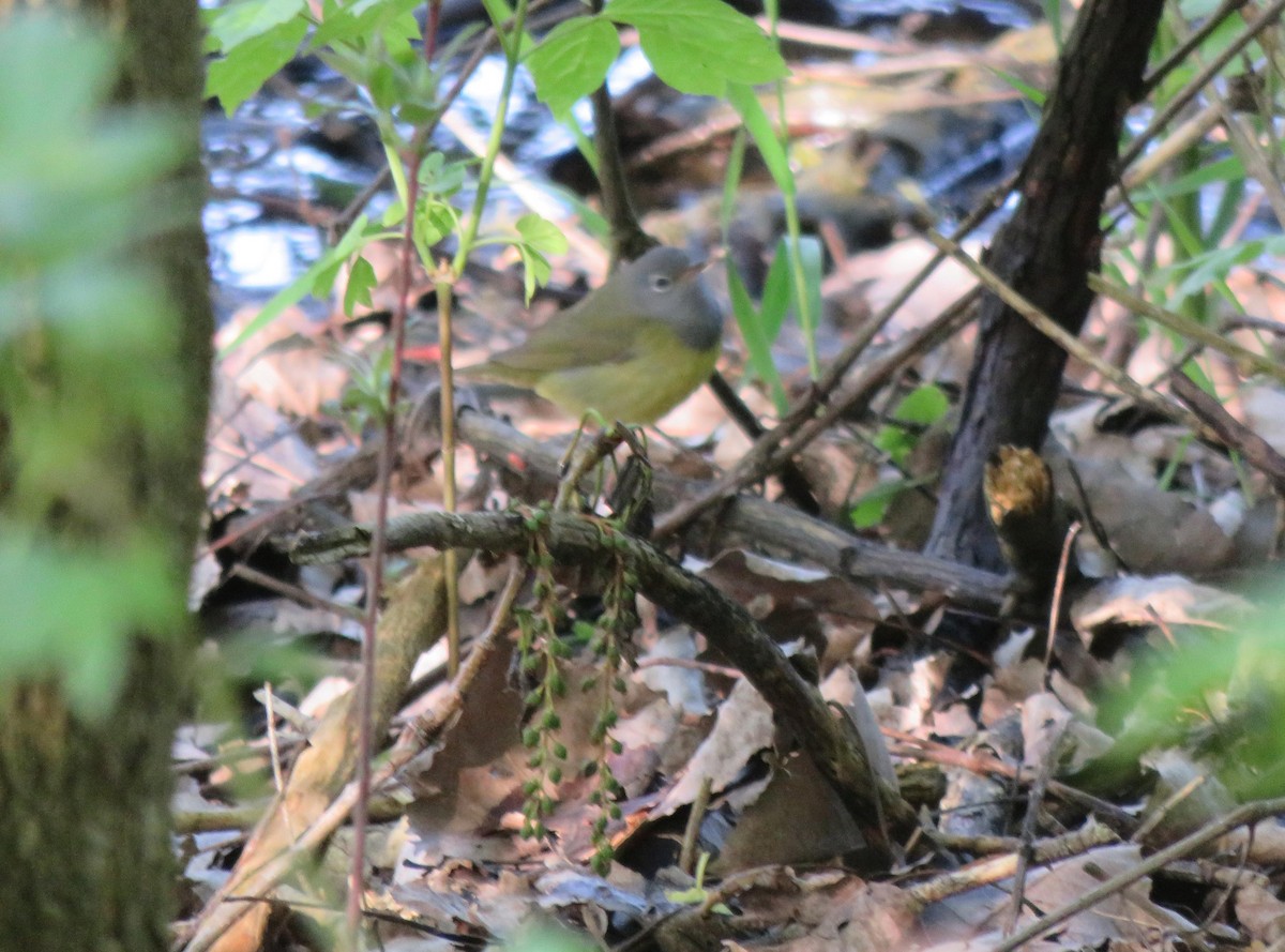 Connecticut Warbler - Mike Smith