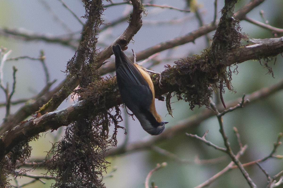 White-tailed Nuthatch - Dibyendu Ash