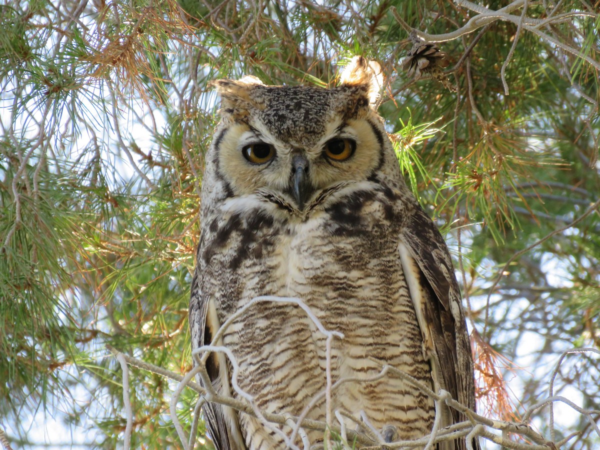 Great Horned Owl - ML235591211