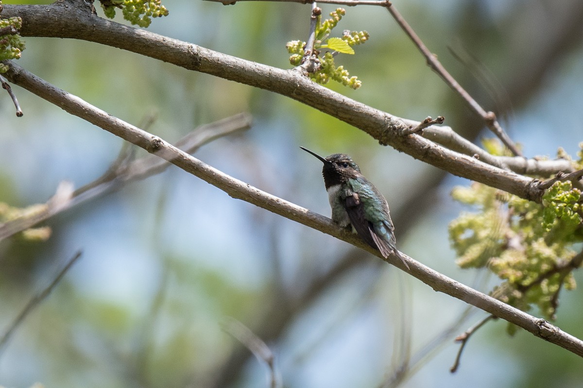Ruby-throated Hummingbird - ML235591471