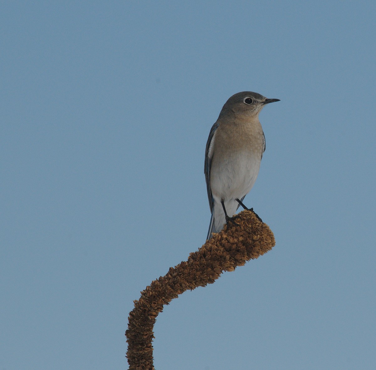 Mountain Bluebird - ML235591821