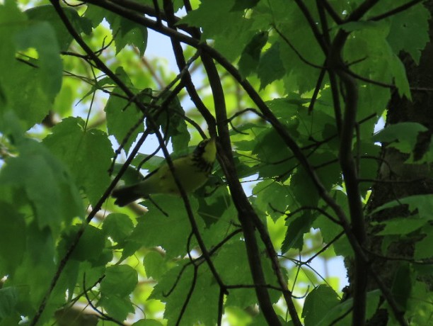 Canada Warbler - ML235595191