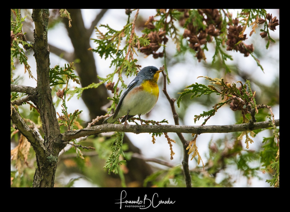 Northern Parula - ML235595921